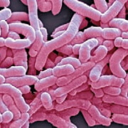 Bifidobacterium bifidum