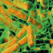 Bifidobacterium breve