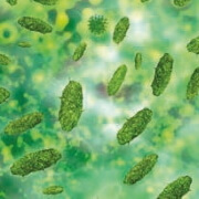 Lactobacillus acidophilus