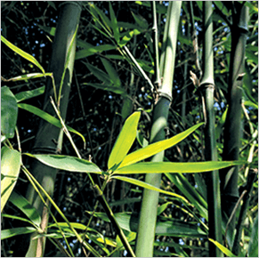 Kieselsäure aus Bambusextrakt - Naturoscience