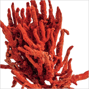 Calcium - Naturoscience