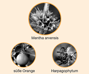 3 naturliche Wirkstoffe